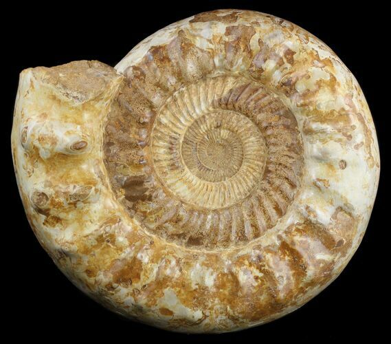 Jurassic Ammonite Fossil - Madagascar #51856